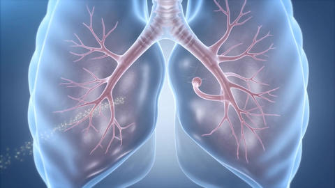 Medical lungs alveoli capillaries