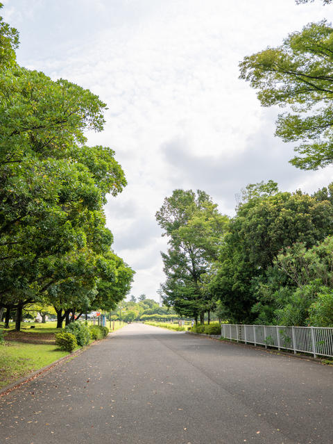 Lush Green Tree-Lined Pathway in a Peaceful Public Park Under a Cloudy Sky