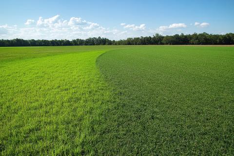 Sunny Agricultural Field with Curved Crop Border and Forest Line