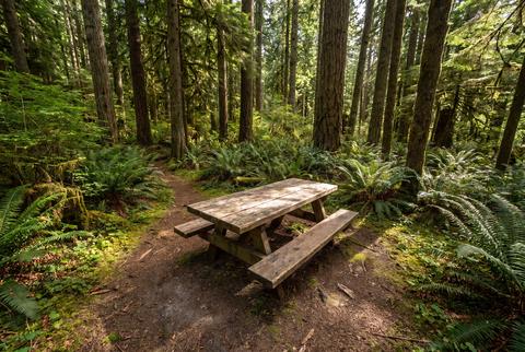 Empty Wooden Picnic Table Sitting in Secluded Sunny Forest Clearing with Ferns