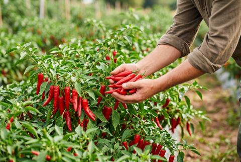 Person Picking Fresh Vibrant Red Chili Peppers in Organic Farm Field Harvest