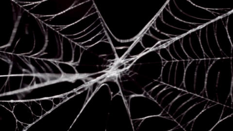 The spider silk in black background