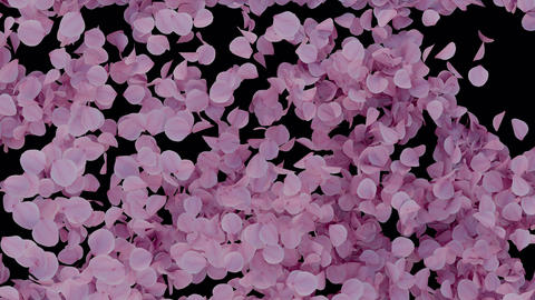 Cherry Blossom Transition on Alpha