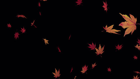 Maple leaves falling with alpha