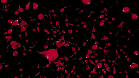 Red rose petals falling