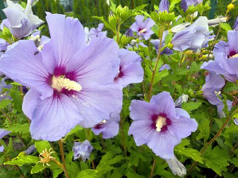 Hibiscus Flowers Bloom Brightly Among Lush Leaves in a Sunny Garden