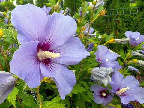 Vibrant Hibiscus Blossoms Bring Life to a Sunny Garden Scene