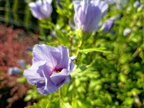 Delicate Hibiscus Blossoms Brighten a Vibrant Green Bush in Full Bloom