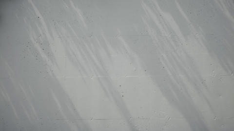 Shadows of Trees and Grass Swaying on a White Concrete Wall