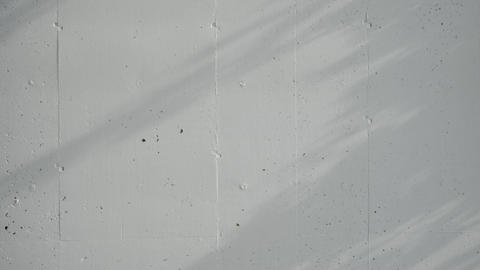 Shadows of Trees and Grass Swaying on a White Concrete Wall