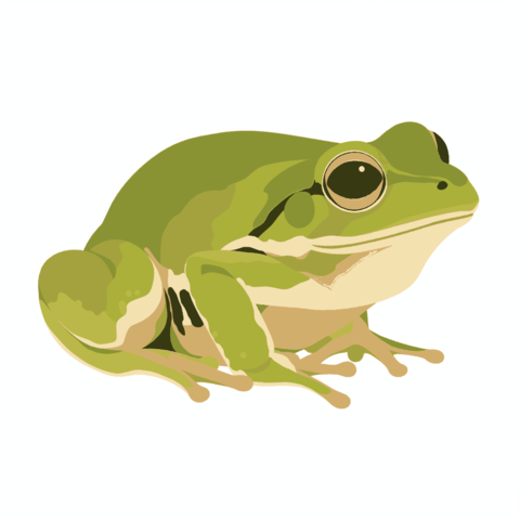 A simple illustration of a cute frog sitting on a white background