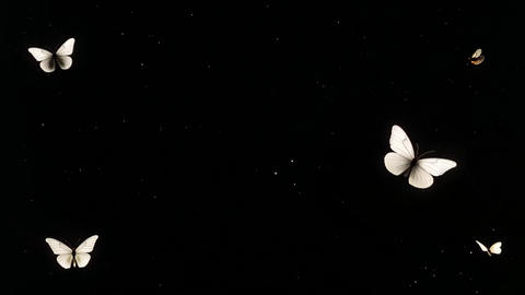 Graceful White Butterflies Flying in the Dark Minimal Cinematic Footage