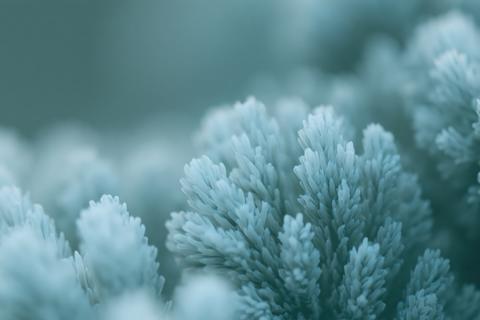 Soft Blue Branching Coral Macro Underwater with Dreamy Marine Texture