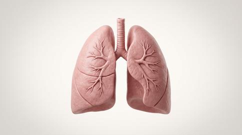 Human lungs anatomy model for respiratory medical health