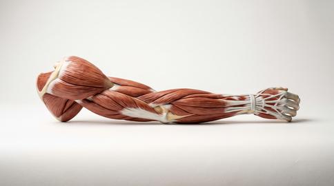 Human arm muscular system anatomical model on white background