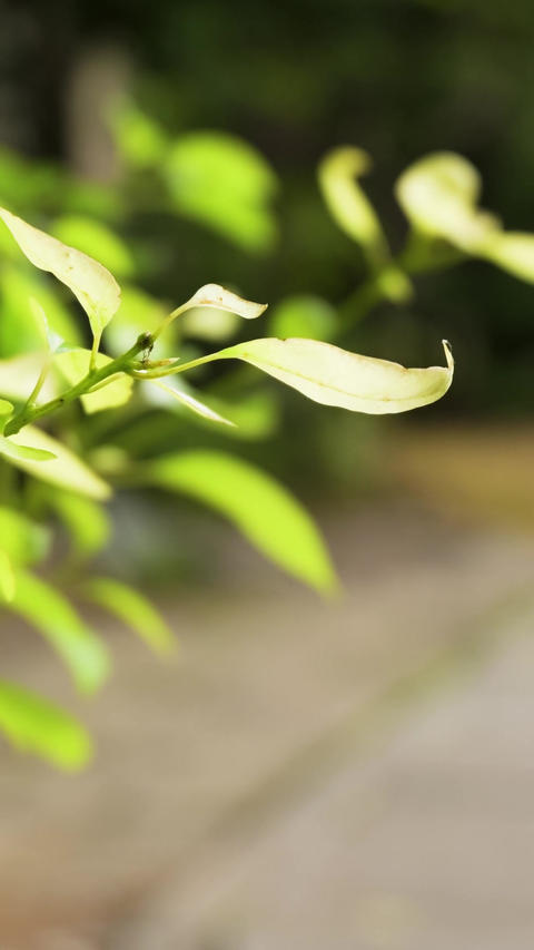 Green Leaves Swaying in Wind at Shrine Vertical Video