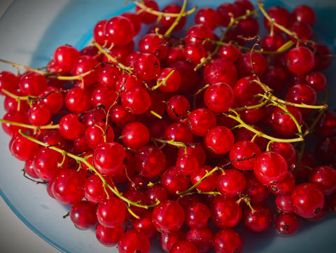 lots of freshly picked red currants on a plate
