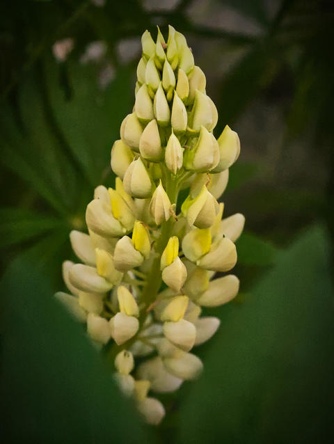 lupine inflorescence in the blooming stage, with characteristic creamy-white buds