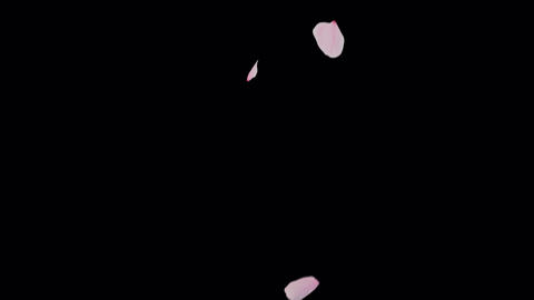 Cherry blossom petal falling with alph