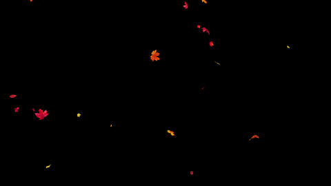 Maple leaves falling with alpha