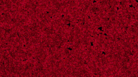 Rose transparent alpha channel