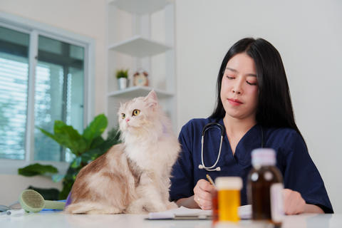 Asian female veterinarian writing medical chart notes beside fluffy cat on