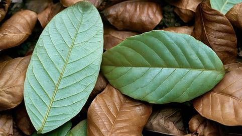 Green leaves contrasting with brown autumn foliage