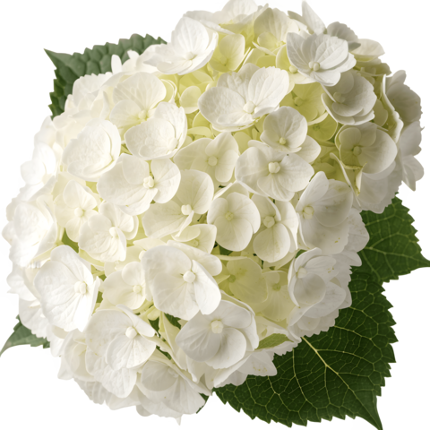 White Hydrangea Bouquet