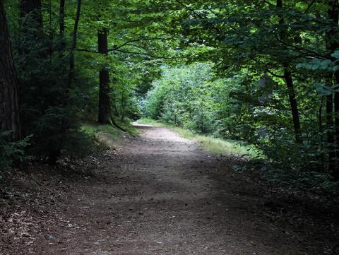 Sunlit forest path winds through lush green canopy as tall trees frame tranquil woodland scene for