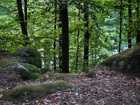 Shaded woodland path by rocky riverbank with dense mossy rocks, lush green leaves, and dark tree