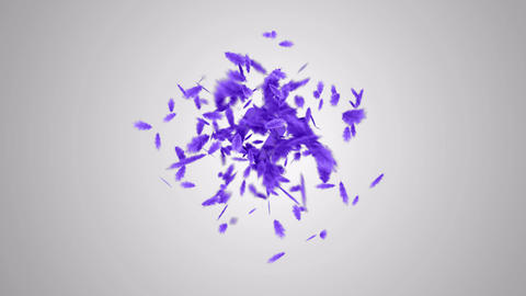 Feather Logo Reveal
