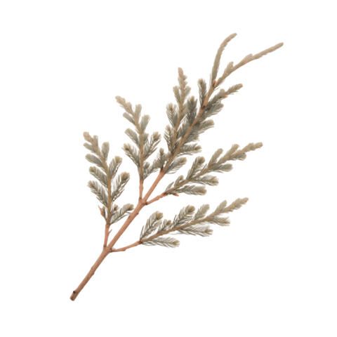 Cedar Branch
