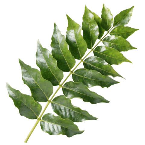 Curry Leaf Branch