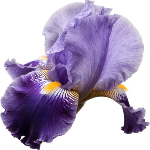 Iris Flower