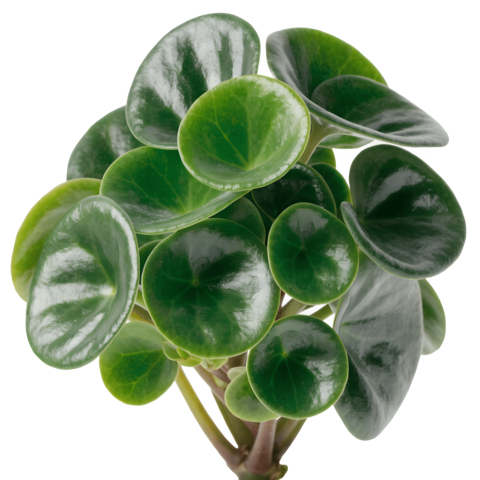 Peperomia Plant