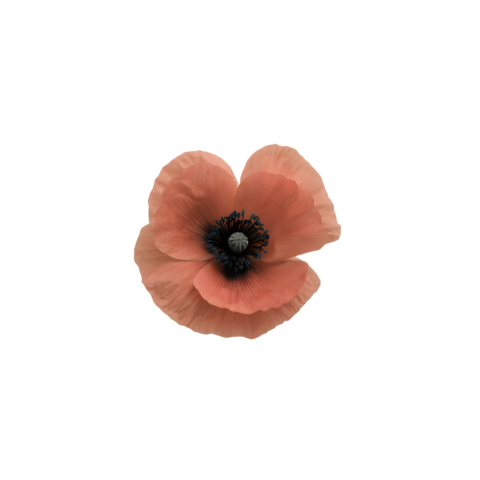 Poppy Flower