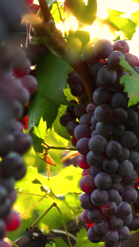 Vertical ripe red wine grapes hanging in a sunny vineyard