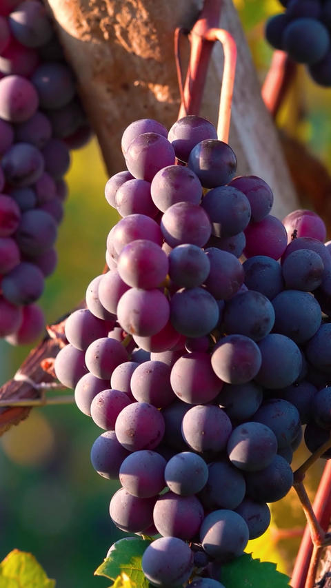 Vertical close up of ripe red wine grapes hanging in vineyard at sunset