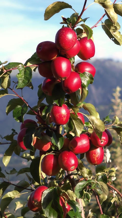 Vertical close up of ripe red apples on tree branch in orchard with mountains
