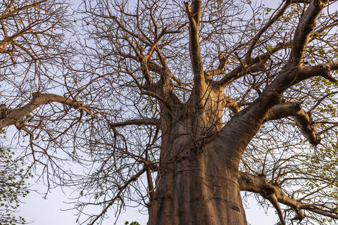 Close-up view of massive African baobab tree with spreading branches in Collins Park, Miami Beach
