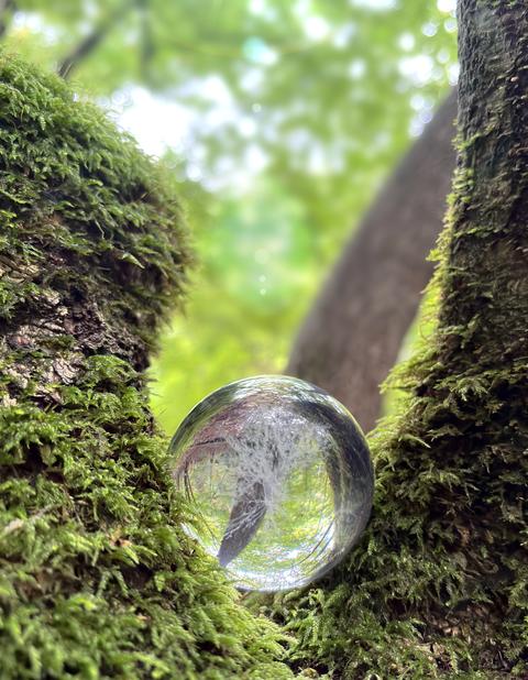 Eco-image - Moss-covered trunk and glass tree (vertical)