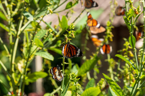 Colorful Butterflies Displaying Their Beauty in a Lush Garden Setting Full of Life