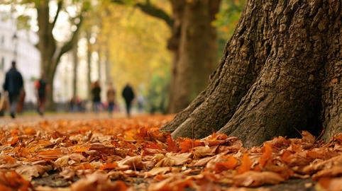 Blur People walking a large tree in park on a sunny autumn morning