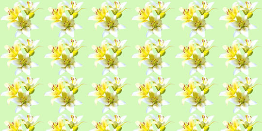 Summer pattern of yellow white lily flower on green