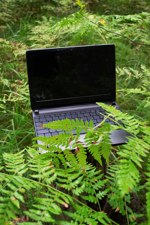 An open laptop with a black, blank screen in the woods, surrounded by green ferns