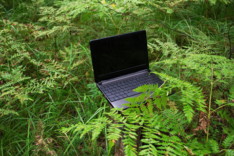 An open laptop with a black, blank screen in the woods, surrounded by green ferns