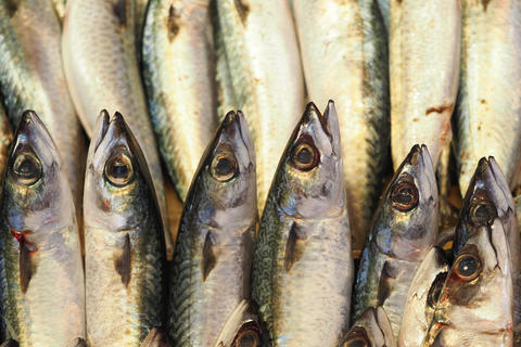 Fish displayed for sale at a market in early morning hours