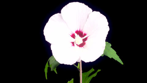Opening Beautiful White Hibiscus Flower