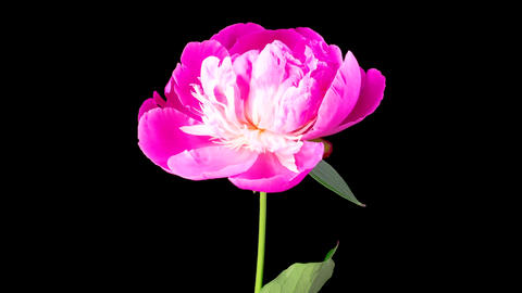 Time Lapse of Beautiful Pink Peony Flowers Blooming