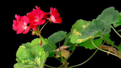 Time Lapse of Opening Red Geranium Pelargonium Flower